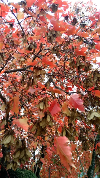 秋の葉は、黄色にブルゴーニュ公 — ストック写真