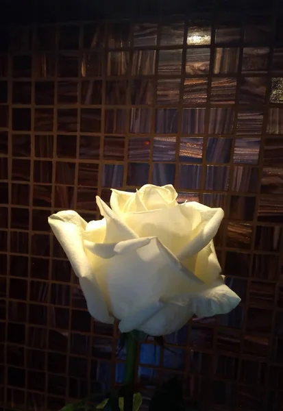 玫瑰白花 — 图库照片