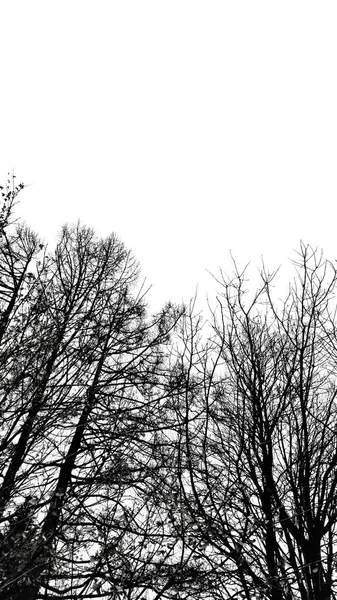 Alberi di sagome contro il cielo — Foto Stock