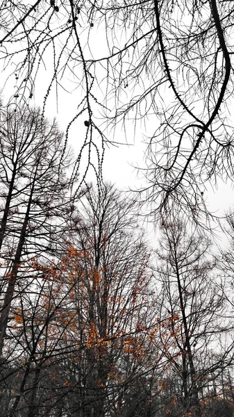 Sylwetki drzew na niebie — Zdjęcie stockowe
