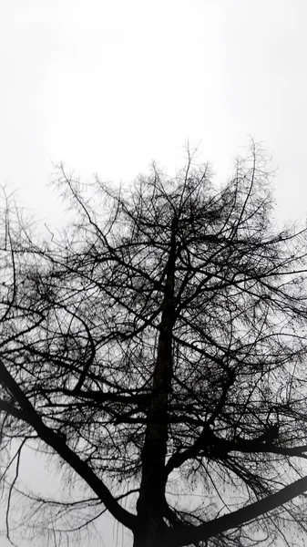 Siluety stromů proti obloze — Stock fotografie