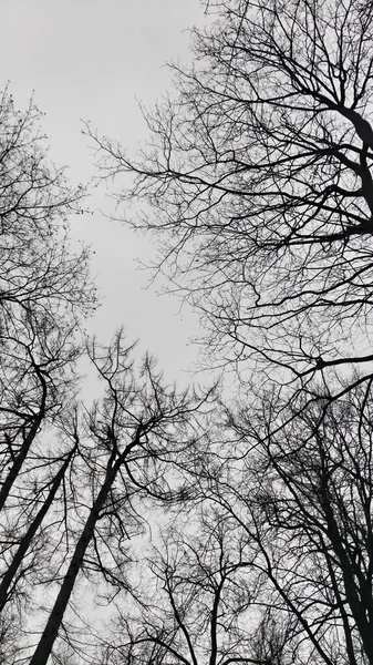 Silhouettes trees against the sky — 스톡 사진