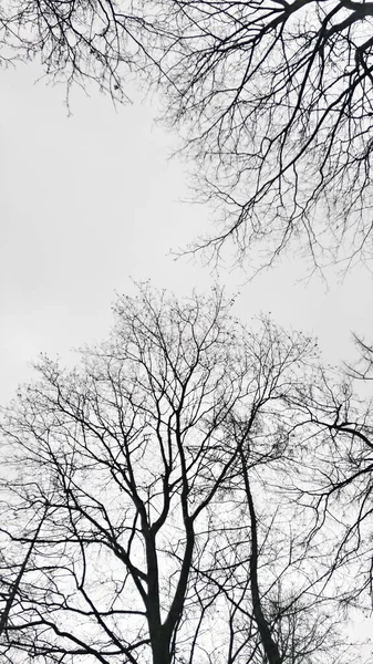 Silhouettes trees against the sky — 스톡 사진