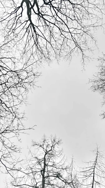 Silhouettes trees against the sky — 스톡 사진