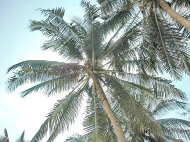 Tropics Palms Gökyüzü