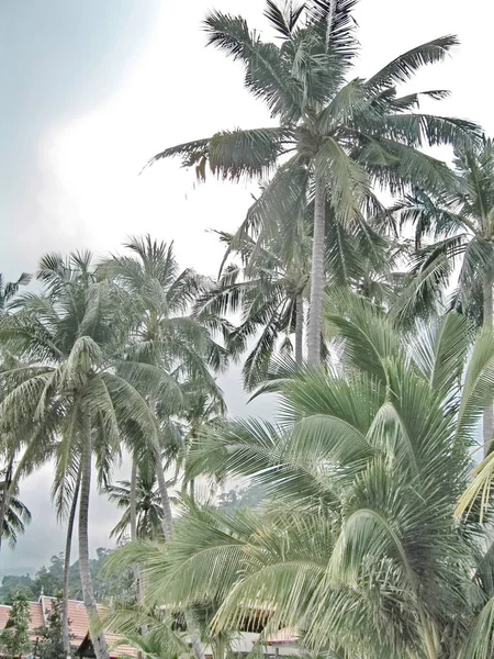 Tropics Palms Sky — Fotografia de Stock