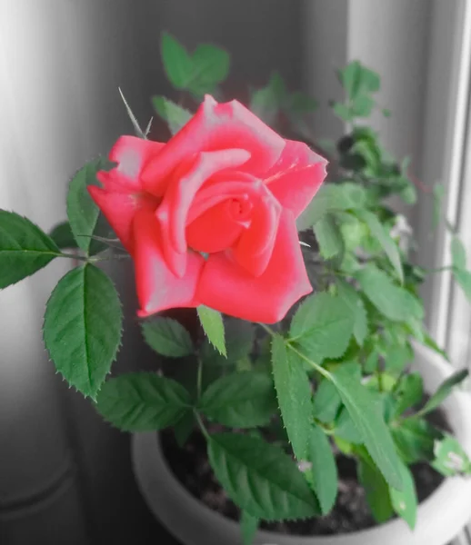 Rose One Bud Pozadí Zelených Listů — Stock fotografie