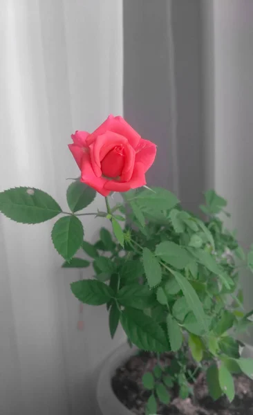 Rose One Bud Фоне Зеленых Листьев — стоковое фото