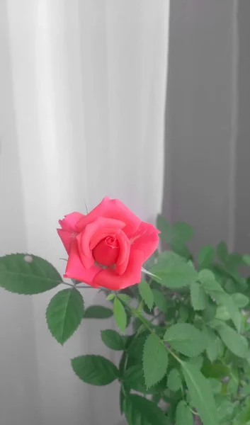 Rose One Bud Een Achtergrond Van Groene Bladeren — Stockfoto