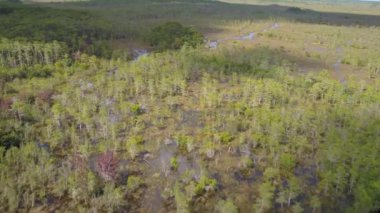 Bataklık Everglades Florida hava video.