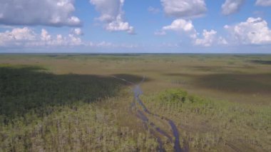 Bataklık Everglades Florida hava video.