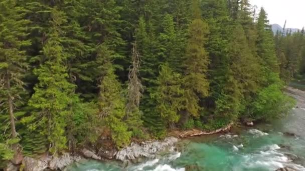 Aerial Video Glacier National Park Forest — Stock Video