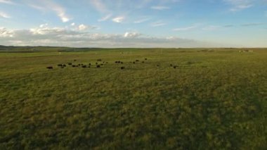 Montana kırsalında hava video. Doğu buzul çiftlikleri.