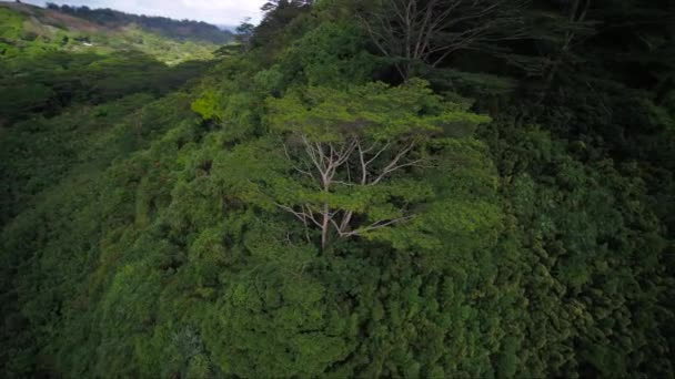 Hawaï Aérien Kauai Kalihiwai Jungle Journée Ensoleillée — Video