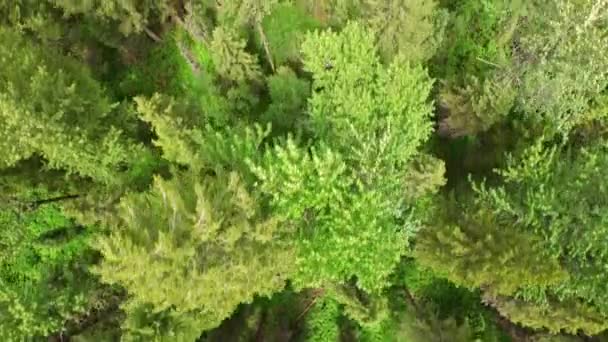 Aerial Video Glacier National Park Skogen — Stockvideo