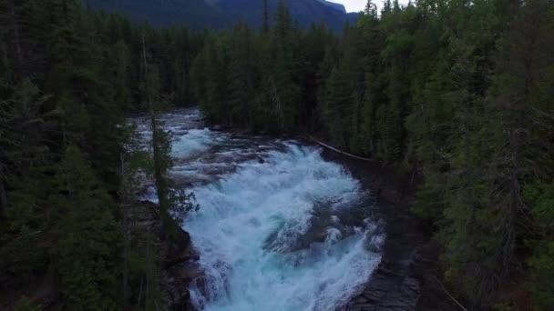 Aerial Video Glacier National Park Forest — Stock Video