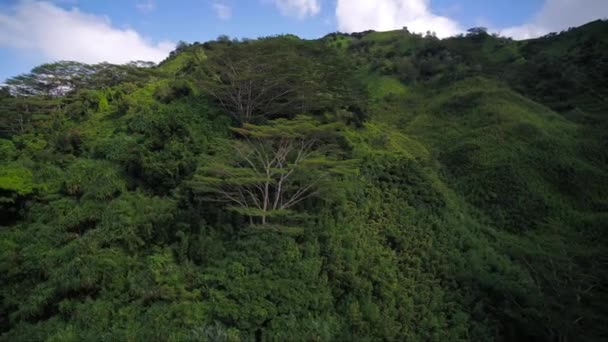 Antennenhawaii Des Kauai Kalihiwai Dschungels Sonniger Tag — Stockvideo