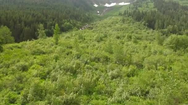 Aerial Video Glacier National Park Skogen — Stockvideo