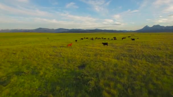 Luftbild Der Landschaft Montana Bauernhöfe Östlichen Gletscher — Stockvideo