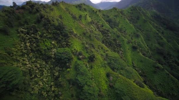 Antennenhawaii Des Kauai Kalihiwai Dschungels Sonniger Tag — Stockvideo
