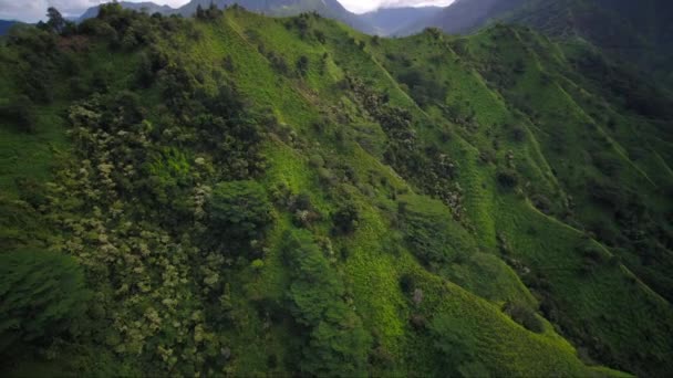 Luchtfoto Hawaii Van Kauai Kalihiwai Jungle Zonnige Dag — Stockvideo