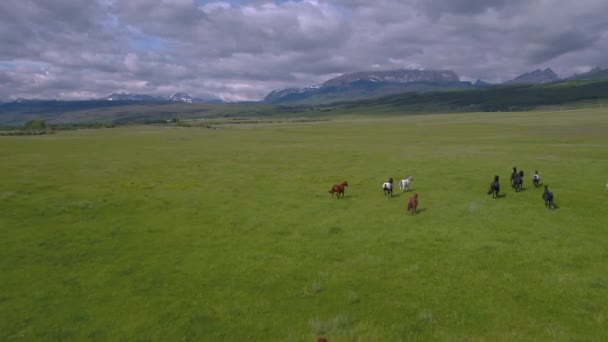 Vidéo aérienne d'un groupe de chevaux courant dans un pâturage dans les montagnes du Montana .