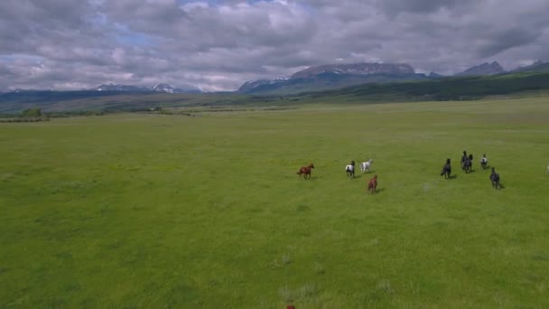 在蒙大拿山脉的牧场上奔跑的一群马的空中视频 — 图库视频影像