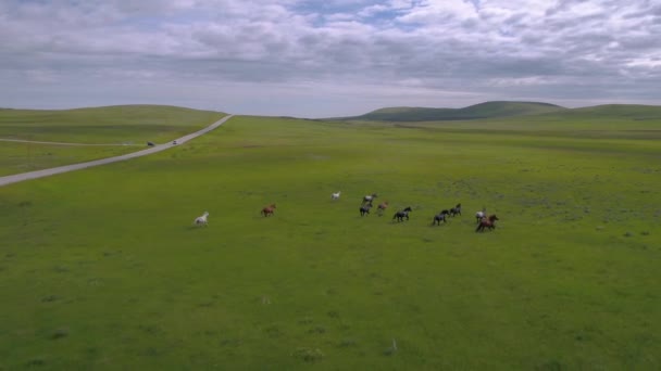 Vídeo Aéreo Grupo Caballos Corriendo Pastizal Las Montañas Montana — Vídeos de Stock