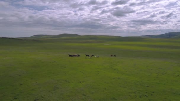 Воздушное Видео Группы Лошадей Бегущих Пастбище Горах Монтаны — стоковое видео