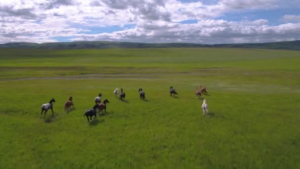 Luchtfoto Video Van Een Groep Van Paarden Die Een Weiland — Stockvideo