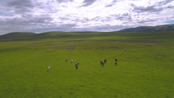 Vídeo Aéreo Grupo Caballos Corriendo Pastizal Las Montañas Montana — Vídeos de Stock