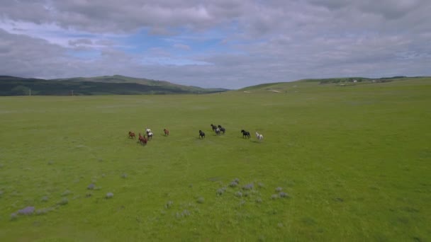 在蒙大拿山脉的牧场上奔跑的一群马的空中视频 — 图库视频影像