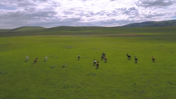 Letecké Video Skupiny Koní Běží Pastviny Horách Montana — Stock video