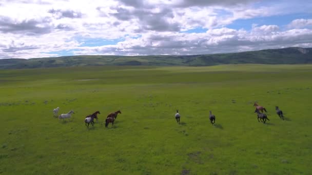 Vídeo Aéreo Grupo Caballos Corriendo Pastizal Las Montañas Montana — Vídeos de Stock