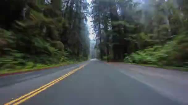 Οδήγηση Την Πάροδο Του Χρόνου Στο Δάσος Redwood Στην Καλιφόρνια — Αρχείο Βίντεο