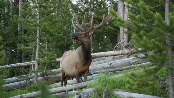 Video Girato Alce Nel Bosco — Video Stock