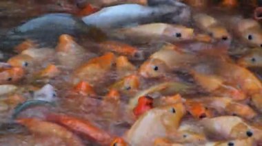 Suyla beslenen renkli sazanlar, yakın görüş 