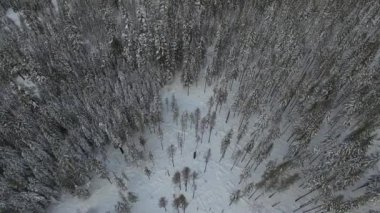 Karlı bir kış sırasında, Oregon Dağı Hood Dağı 'nın ulusal ormanının hava görüntüsü. 