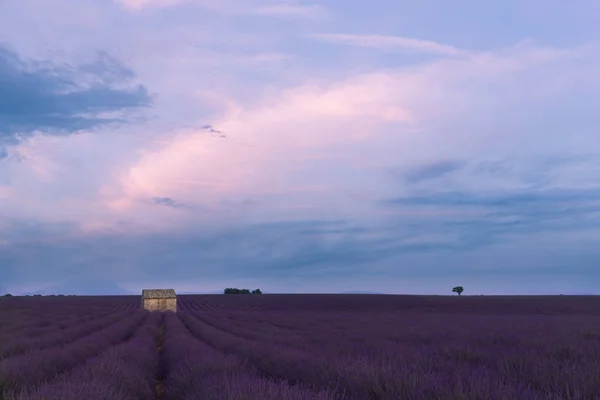 Ranek Lawendowych Polach Valensole — Zdjęcie stockowe