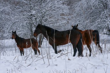 seyahat ve macera keşfi