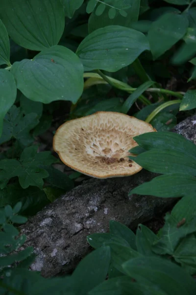 seyahat ve macera keşfi