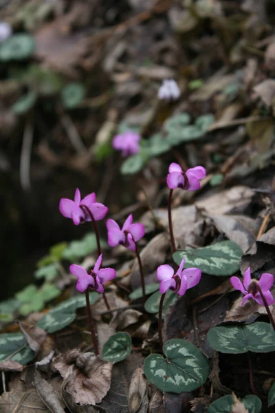 seyahat ve macera keşfi