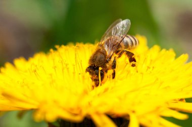Sarı karahindiba ve arı makro çekim merkezi. Bahar çiçeğinin yan görüntüsü yakın.