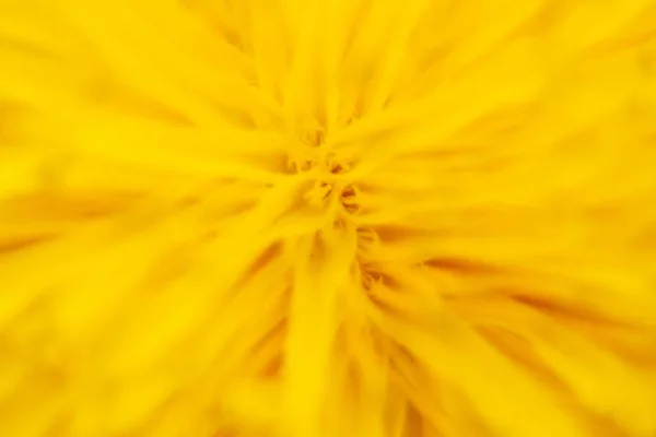 Жовта кульбаба макро знімок центру квітки — стокове фото
