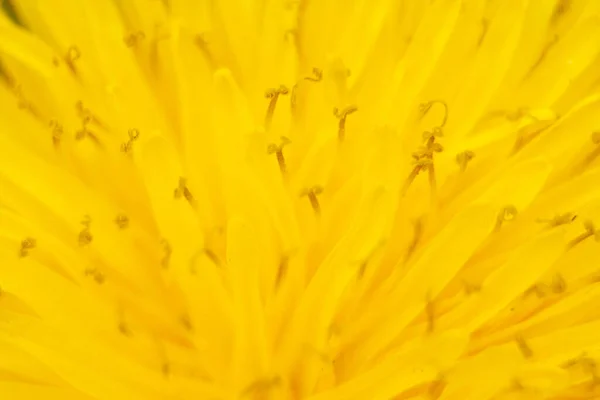 Gelber Löwenzahn Makroaufnahme Zentrum der Blume aus nächster Nähe — Stockfoto