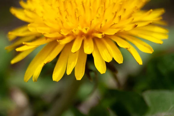 One yellow dandelion macro photo petals of the flower close up side view — Stock Photo, Image