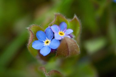 Bahar bahçesinde küçük mor çiçekler. Yakın plan.