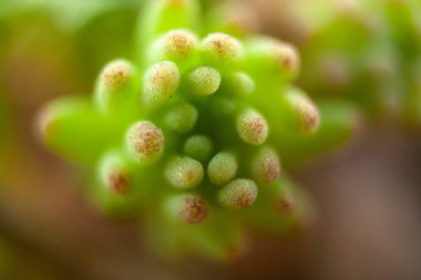 Kırmızı uçlu küçük bahçe çimenleri baharı kapatır