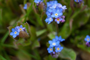 Bahar bahçesinde küçük mor çiçekler