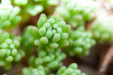 Kırmızı uçlu küçük yeşil bahçe çimenleri